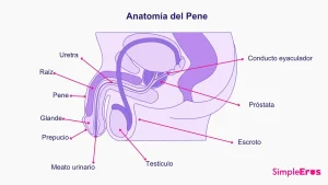 las partes del pene