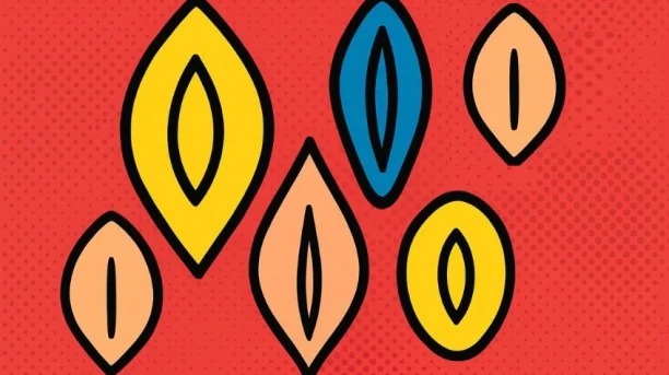 Tipos de vaginas: cómo identificarlos entre la diversidad